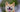 柴犬