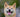 柴犬