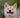柴犬