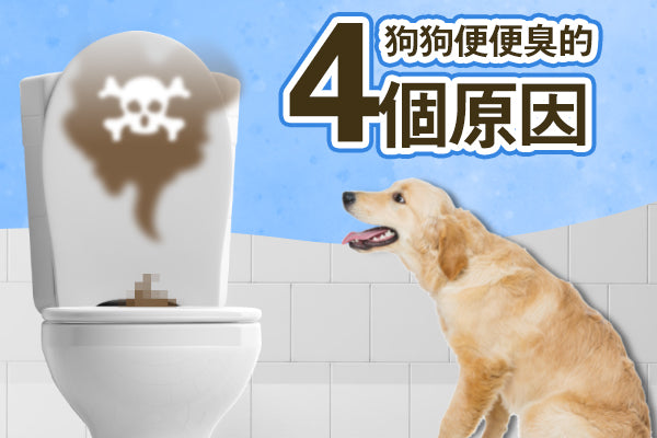 狗狗便便臭怎麼辦?|狗軟便、狗便秘與臭狗屎原因全解析 - PetDogHK 獸醫寵物用品網店