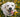 拉布拉多犬
