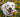 拉布拉多犬